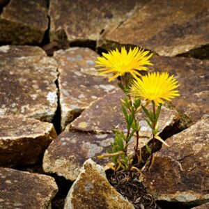 Professional Development Event: Resilience