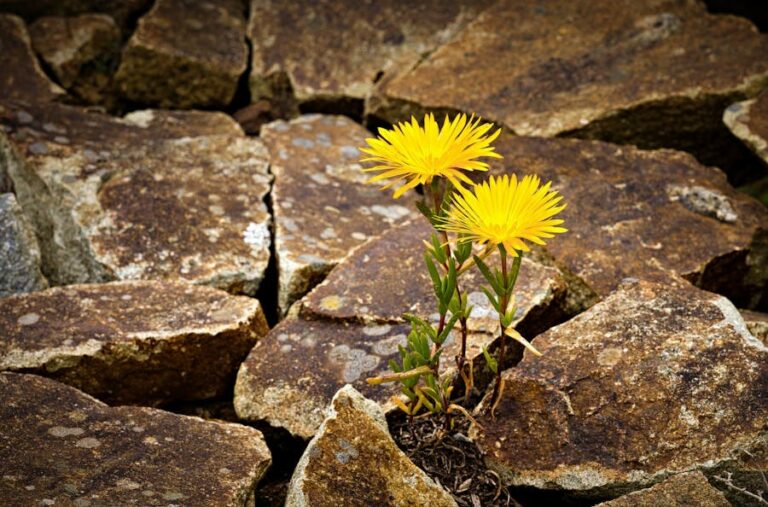 Full size flower in rock August dialogue (002)