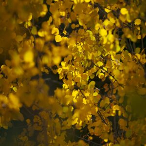 Professional Development Event: IFS - Session 1 of 2