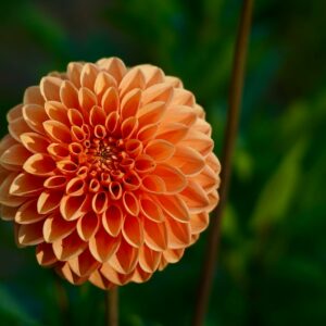 Close-up of a vibrant orange dahlia flower in focus, showcasing delicate petals.