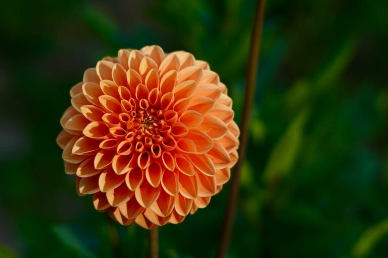 Close-up of a vibrant orange dahlia flower in focus, showcasing delicate petals.