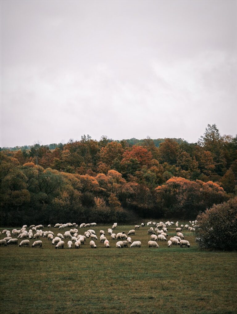 A flock of sheep grazing in a grassy field.