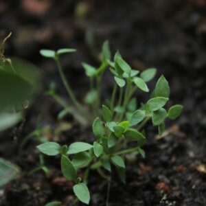a small plant growing in the dirt