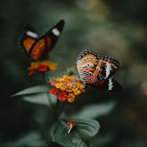 a group of butterflies on a flower