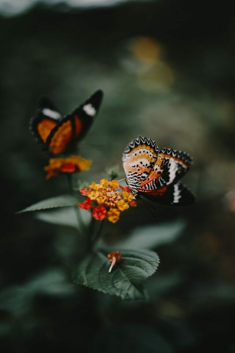 a group of butterflies on a flower